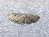 Eupithecia tripunctaria